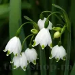 bulbi ghiocei de vara leucojum aestivum 110x110