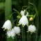 Bulbi Ghiocei de Vara Gravetye Giant (Leucojum)