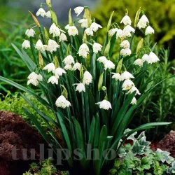 Bulbi Ghiocei de Vara Gravetye Giant (Leucojum)