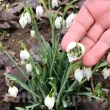 Bulbi Ghiocei Jacquenetta (Galanthus) bulbi ghiocei duble jaquenitta inflorire timpurie 110x110