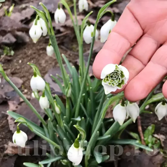 Bulbi Ghiocei Jacquenetta (Galanthus) bulbi ghiocei duble jaquenitta inflorire timpurie