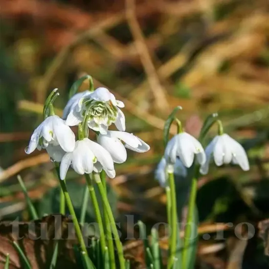 bulbi ghiocei flore pleno batuti