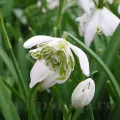 Bulbi Ghiocei Flore Pleno (Galanthus)