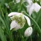 Bulbi Ghiocei Flore Pleno (Galanthus)