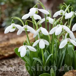Bulbi Ghiocei Mount Everest (Galanthus) Bulbi Ghiocei Mount Everest (Galanthus)