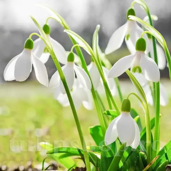 bulbi ghiocei nivalis