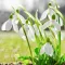 Bulbi Ghiocei Nivalis (Galanthus)