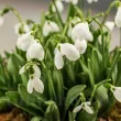 Bulbi Ghiocei Polar Bear (Galanthus) bulbi ghiocei polar bear galanthus tulipshop 110x110
