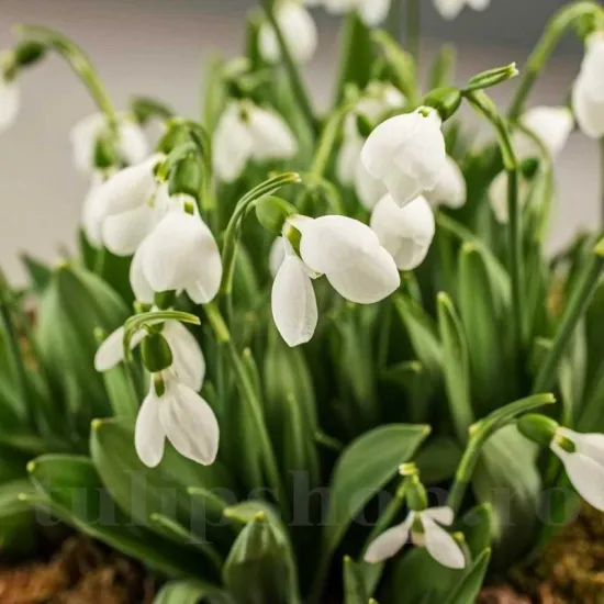 Bulbi Ghiocei Polar Bear (Galanthus) bulbi ghiocei polar bear galanthus tulipshop