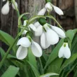 Bulbi Ghiocei Polar Bear (Galanthus) bulbi ghiocei polar bear plantare toamna gradina 110x110