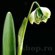 Bulbi Ghiocei Jacquenetta (Galanthus) bulbi ghiocel jaquenitta galanthus flori duble 110x110