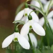 galanthus elwesii mount everest bulbi ghiocei toamna 110x110