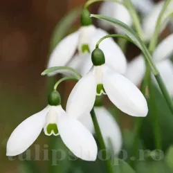 Bulbi Ghiocei Mount Everest (Galanthus)