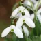 Bulbi Ghiocei Mount Everest (Galanthus)