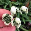 Bulbi Ghiocei Jacquenetta (Galanthus) galanthus jaquenitta bulbi ghiocei plantare toamna 110x110
