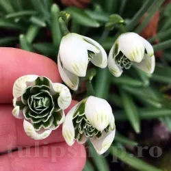 Bulbi Ghiocei Jacquenetta (Galanthus) Bulbi Ghiocei Jacquenetta (Galanthus)
