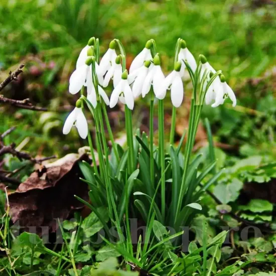 Bulbi Ghiocei Nivalis (Galanthus) galanthus nivalis ghiocei salbatici pachet