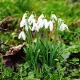 Bulbi Ghiocei Nivalis (Galanthus) galanthus nivalis ghiocei salbatici pachet