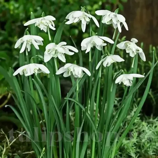 galanthus nivalis pachet bulbi gradina