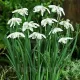 galanthus nivalis pachet bulbi gradina