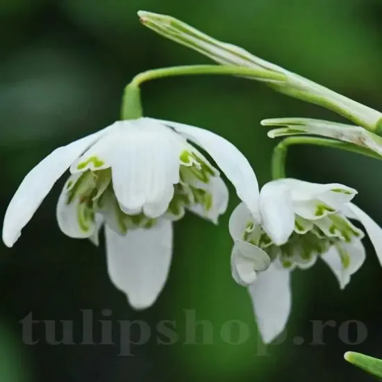 ghiocei albi dubli flore pleno exterior