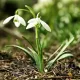 Bulbi Ghiocei Nivalis (Galanthus) ghiocei de padure nivalis bulbi flori