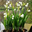 ghiocei de vara leucojum aestivum gradina 110x110
