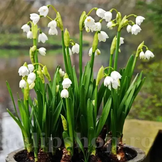 ghiocei de vara leucojum aestivum gradina