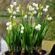 ghiocei de vara leucojum aestivum gradina