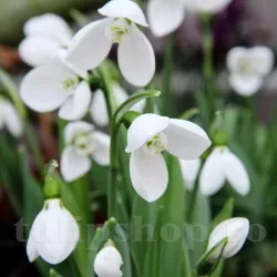 Bulbi Ghiocei Polar Bear (Galanthus)