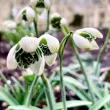 Bulbi Ghiocei Jacquenetta (Galanthus) pachet bulbi ghiocel jaquenitta tulip shop 110x110