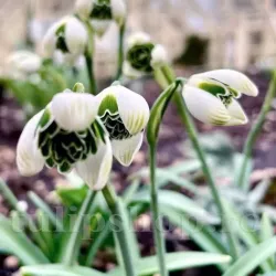 Bulbi Ghiocei Jacquenetta (Galanthus)