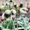Bulbi Ghiocei Jacquenetta (Galanthus)