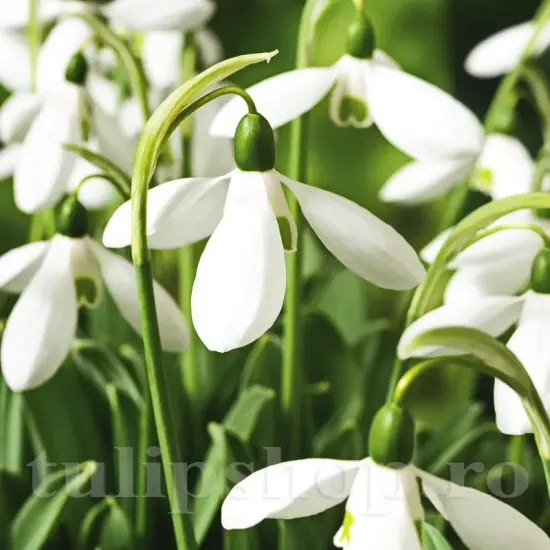 pachet bulbi ghiocel mount everest tulip shop