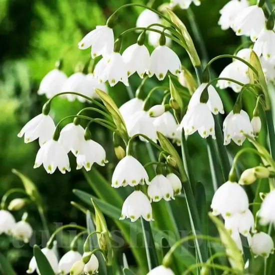 plante gradina ghiocei mari leucojum