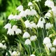 plante gradina ghiocei mari leucojum