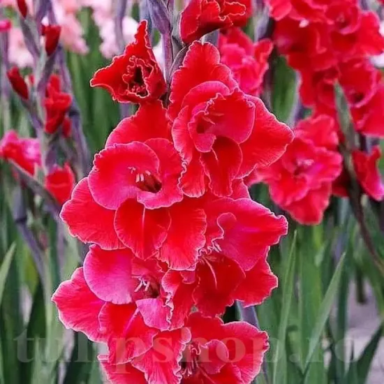 bulbi gladiola after shock flori taiate buchete
