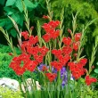 Bulbi Gladiole Atom bulbi gladiola atom rezistenta gradina 110x110