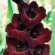 Bulbi Gladiole Black Star bulbi gladiola black star flori taiate elegante 110x110