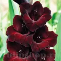 Bulbi Gladiole Black Star
