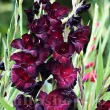 Bulbi Gladiole Black Surprise bulbi gladiola black surprise rar buchete elegante 110x110