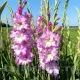 bulbi gladiola cera corfinio buchete elegante