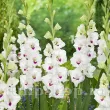 Bulbi Gladiole Cera Corsage bulbi gladiola cera corsage buchete nunta evenimente 110x110