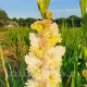 bulbi gladiola cera fearless decor vara intens
