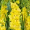 Bulbi Gladiole Charisma