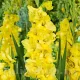 bulbi gladiola charisma decor vara