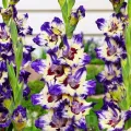 Bulbi Gladiole Circus Color