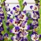 Bulbi Gladiole Circus Color