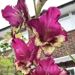 bulbi gladiola color club buchete vara 110x110