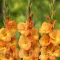 Bulbi Gladiole Cornelli